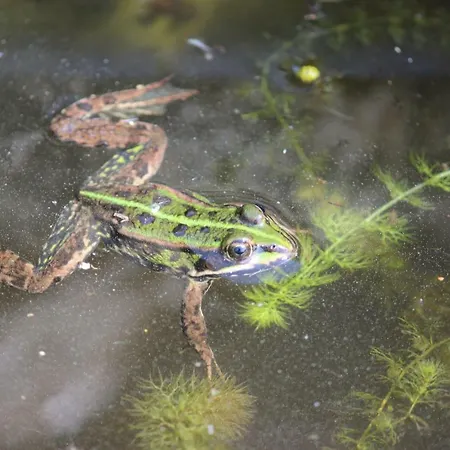Ferienhaus Auf Grossem Wassergrundstuck Mit Kamin Warnow (Nordwestmecklenburg)